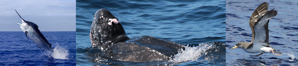 foto cetaceans 01